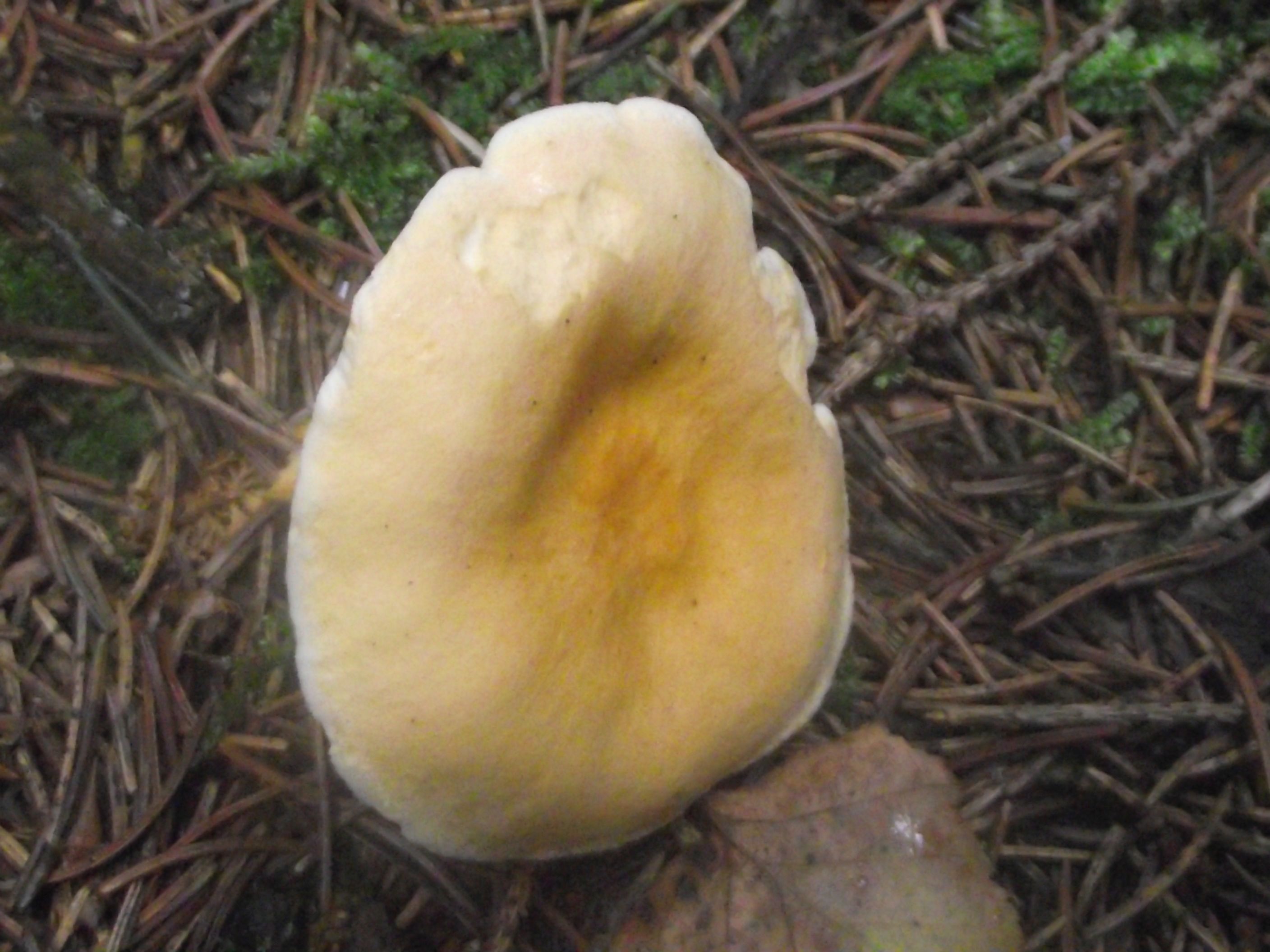 Falscher Pfifferling